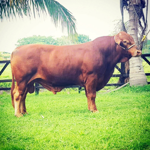 toro